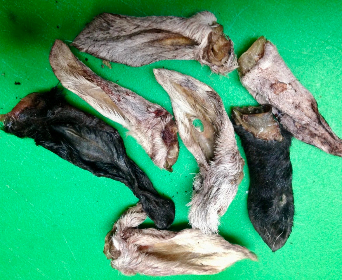 Lamb Ear (2 Pack)