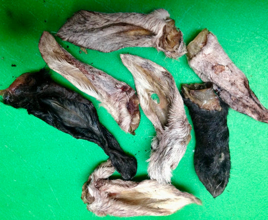 Lamb Ear (2 Pack)