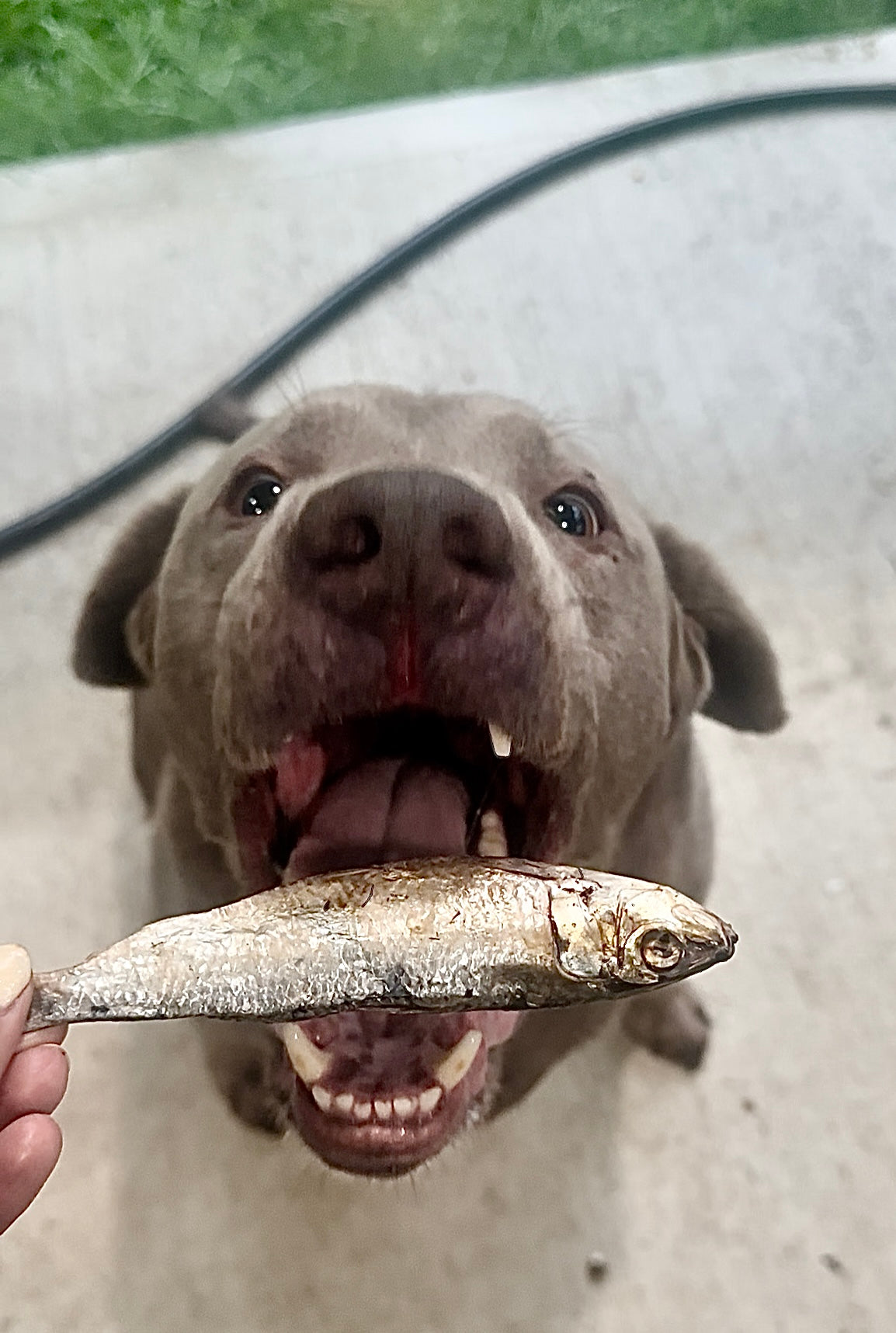 Sardines